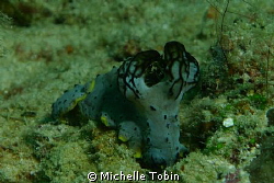 Nudibranch I have not seen before by Michelle Tobin 